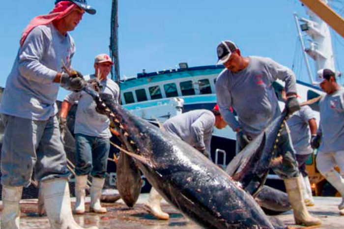 Arranco-temporada-de-pesca-de-atun-en-el-Pacifico